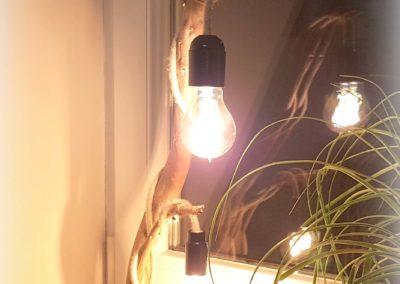 treibholzlampe