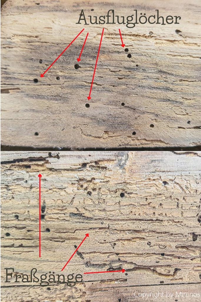 Holzwurm-im-balken holzwuermer-erkennen-und-bekaempfen