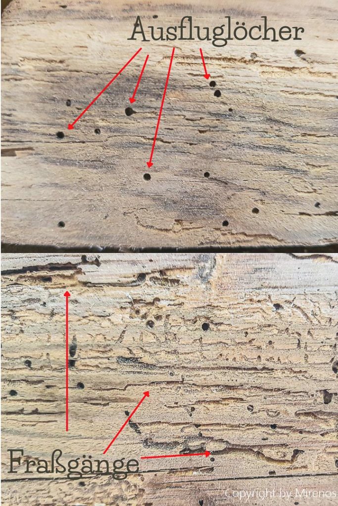 holzwuermer-erkennen-und-bekaempfen