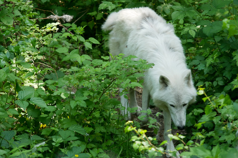 Wolf_Wolfcenter_Doerveren Zoo_Wolf_Wolfcenter