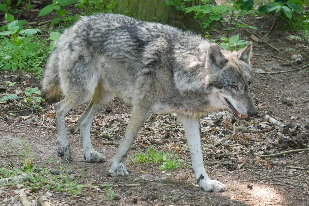 Wolf_Wolfcenter_Doerveren Zoo_Wolf_Wolfcenter