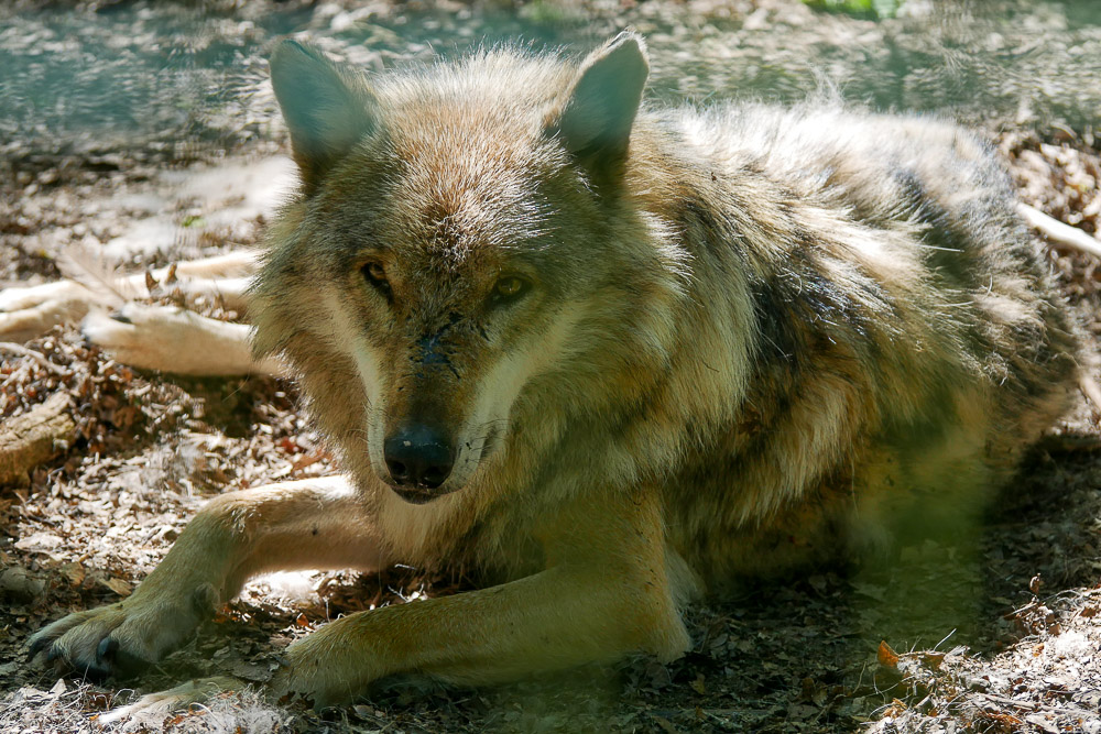 Wolf_Wolfcenter_Doerveren Zoo_Wolf_Wolfcenter