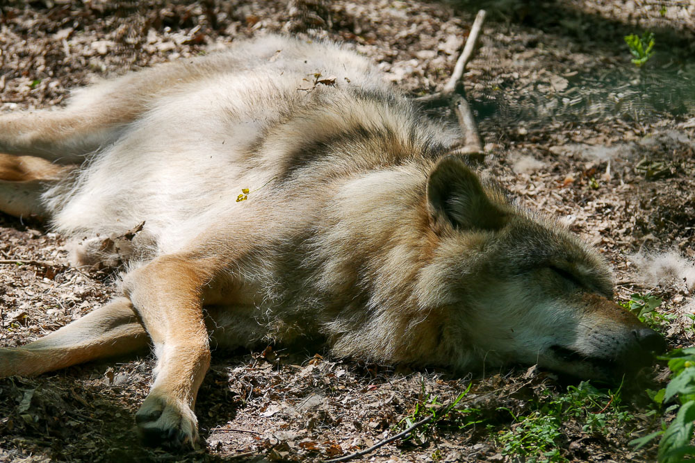 Zoo_Wolf_Wolfcenter