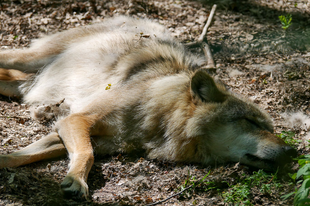 Wolf_Wolfcenter_Doerveren Zoo_Wolf_Wolfcenter